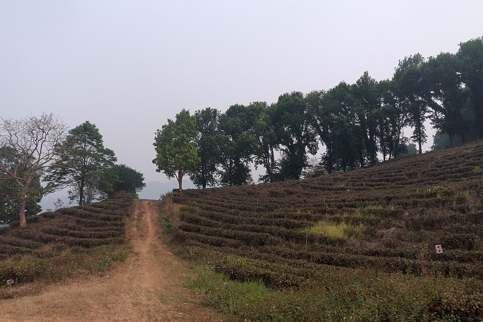 Tea plantation terraces near Mae Salong